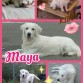 Maya